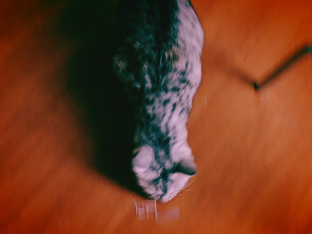 図書館に寄る、靴を磨く、20241126