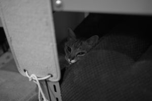 さよならエブリイ、20250111