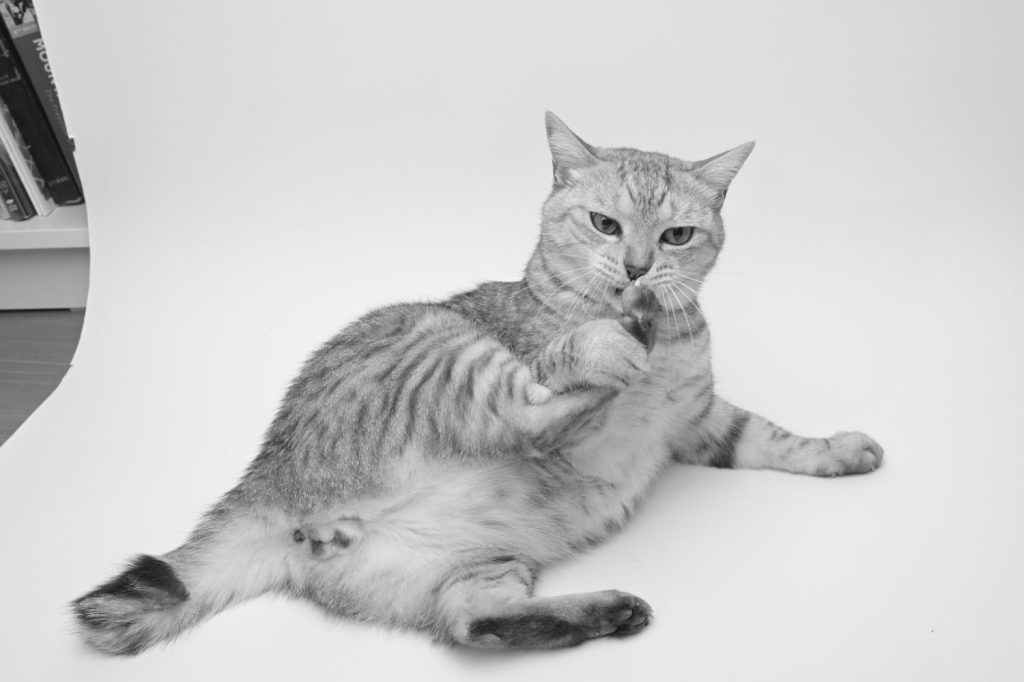 スタジオセットで猫写真を撮ろうとして、ふぐり写真を量産した、20250118