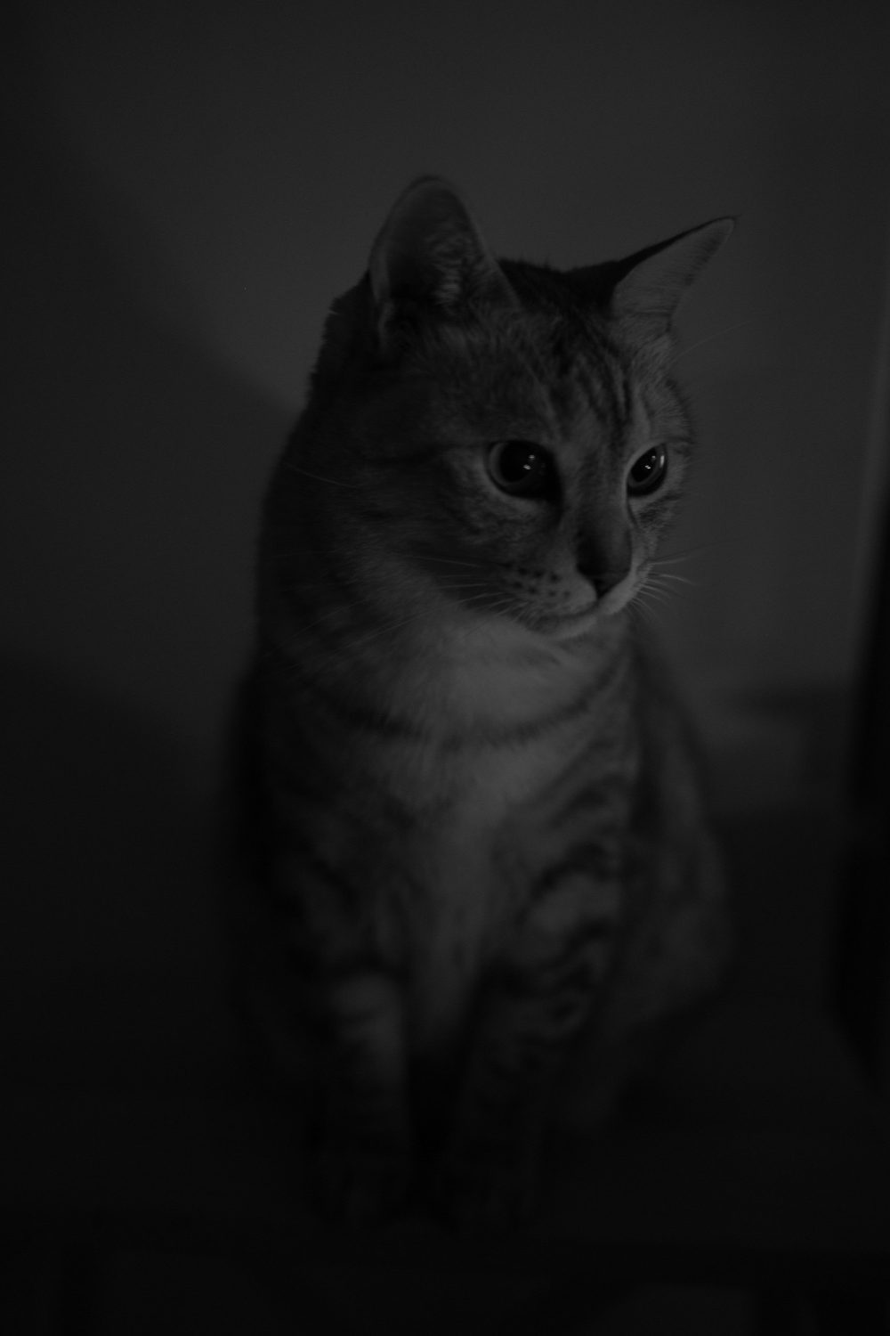 太宰治を旧かなで読みたくて、20241222