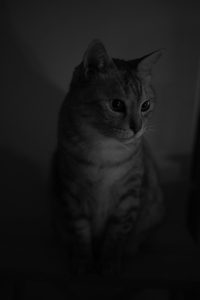 太宰治を旧かなで読みたくて、20241222