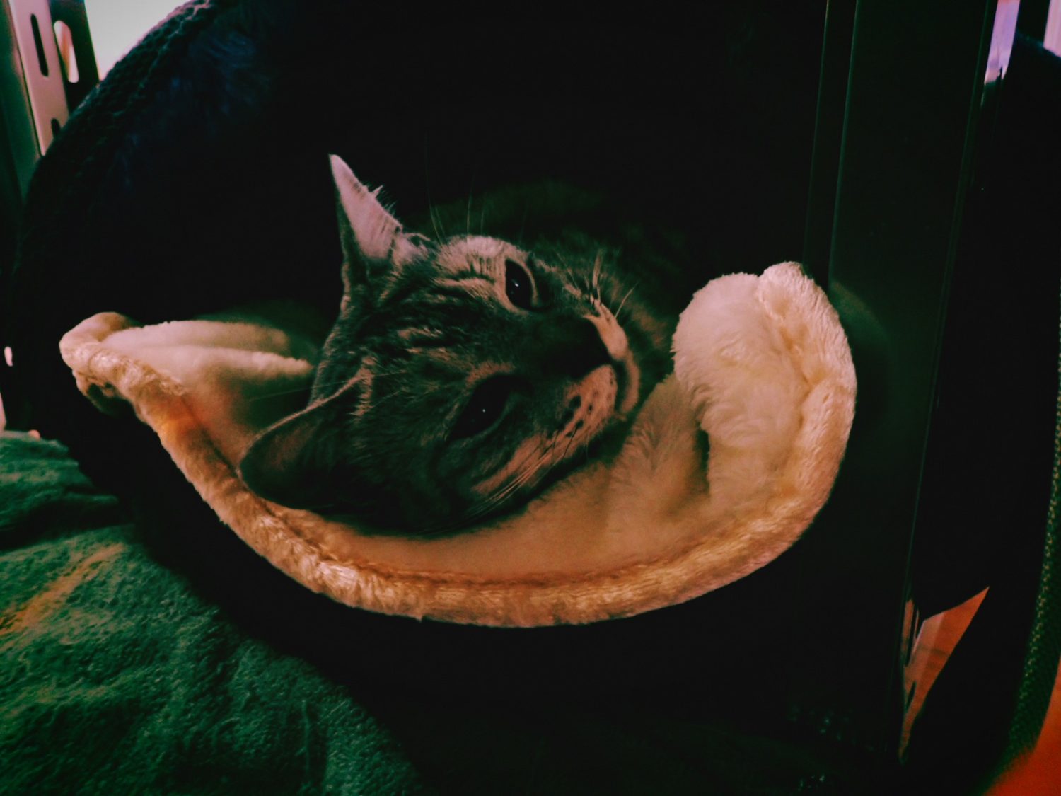 この猫のこと、第三回、布の素材と冬支度、20241113