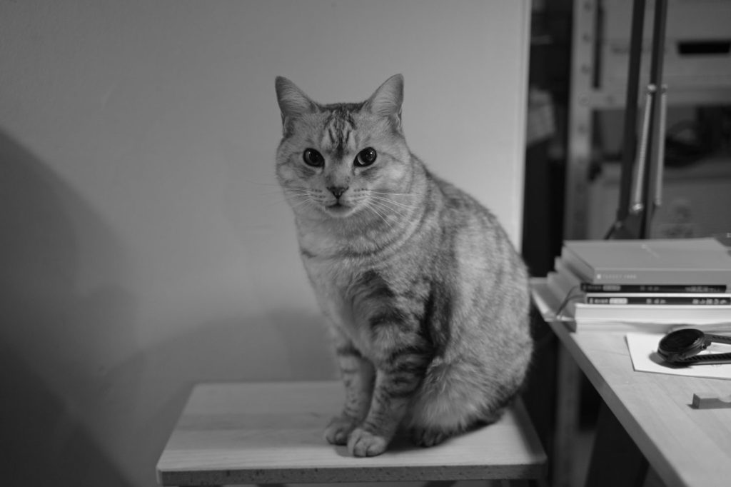 フォークは鋭く落ちるほうがいい、20250203