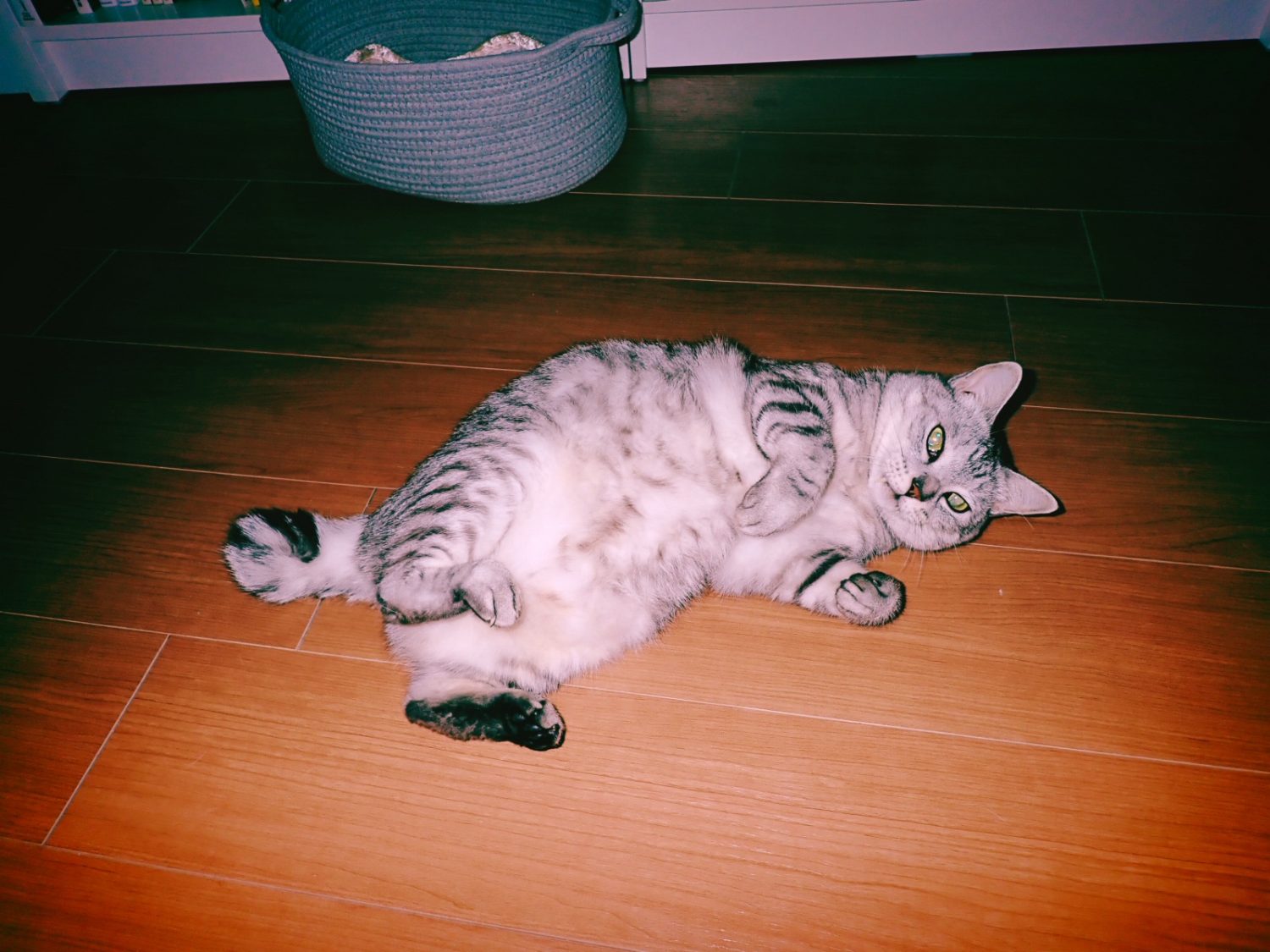 読後、たまらず丘を越え走る、20241206