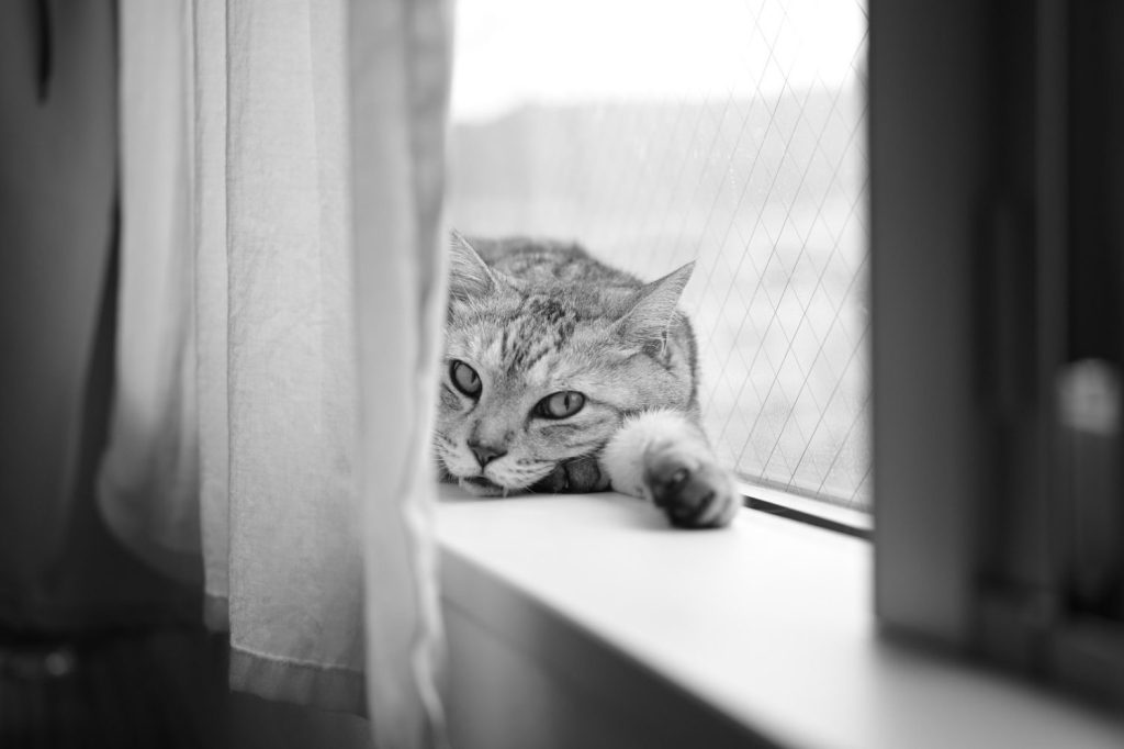 ランとスイム、20240805