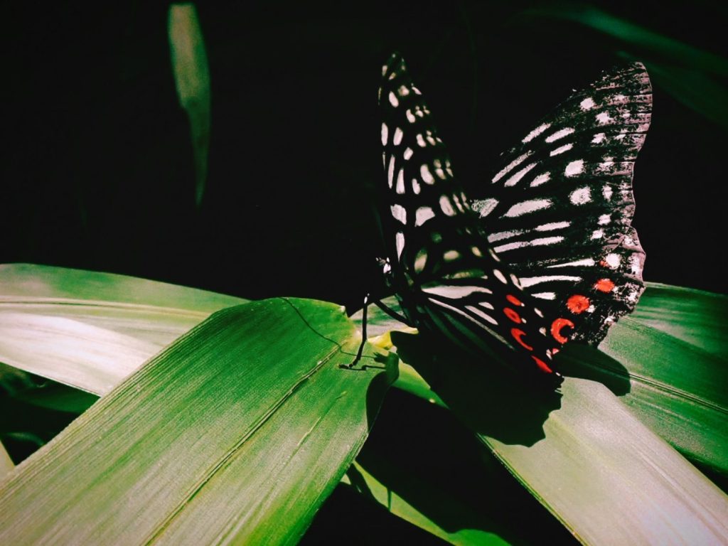 音羽町から街歩きを始める、サンドイッチ、小山を走り抜ける、てふてふ、静鉄、静岡県立美術館、水曜文庫、20240810