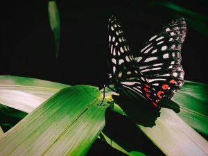 音羽町から街歩きを始める、サンドイッチ、小山を走り抜ける、てふてふ、静鉄、静岡県立美術館、水曜文庫、20240810