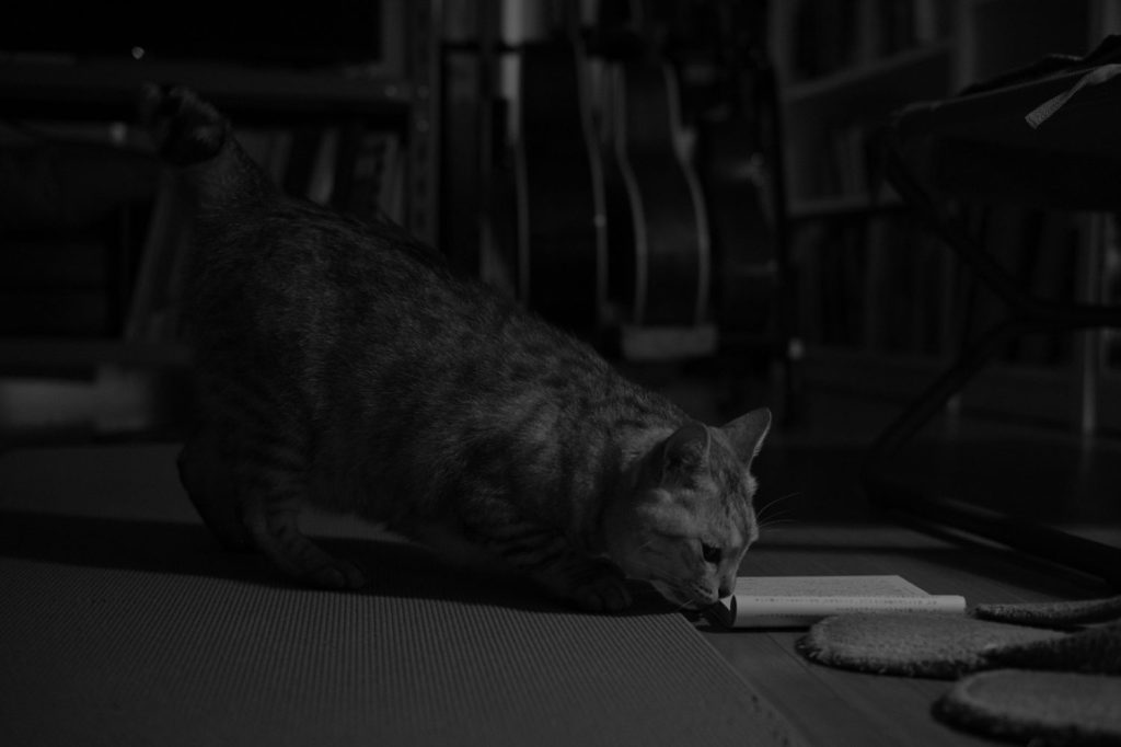 よい走り、今日も夢十夜、大塚久雄、20241016