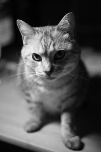 渋滞情報、『また会う日まで』、バナナ、20240818