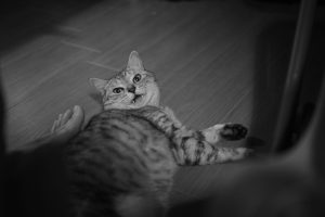 村上宗隆のサヨナラヒット、20240806