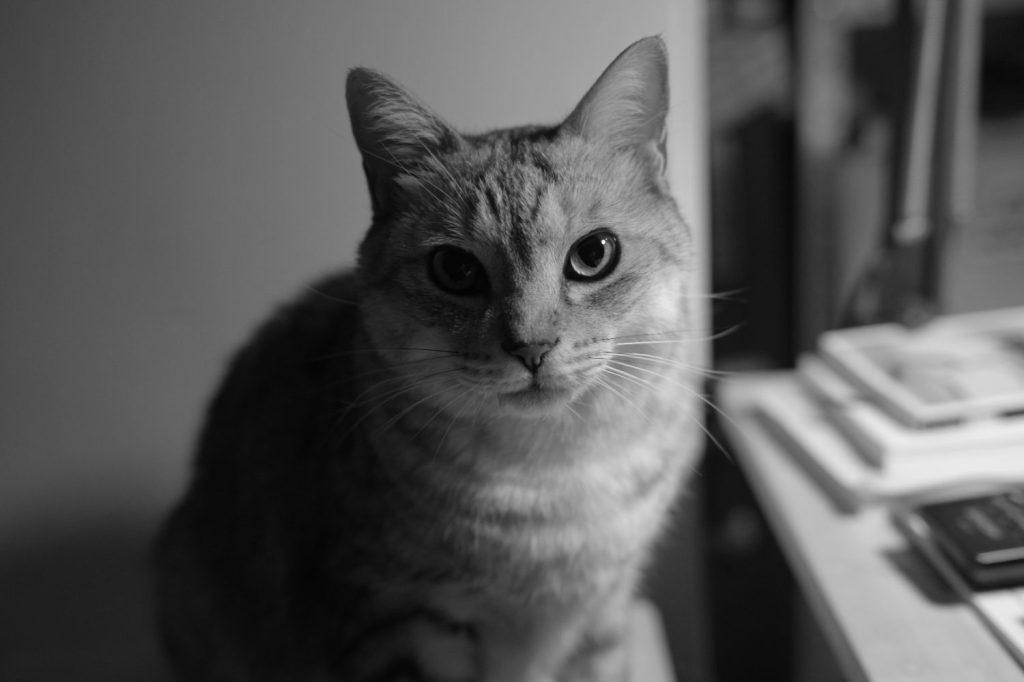 新宿のタワーレコードでCHABOの新譜を買った、20250109