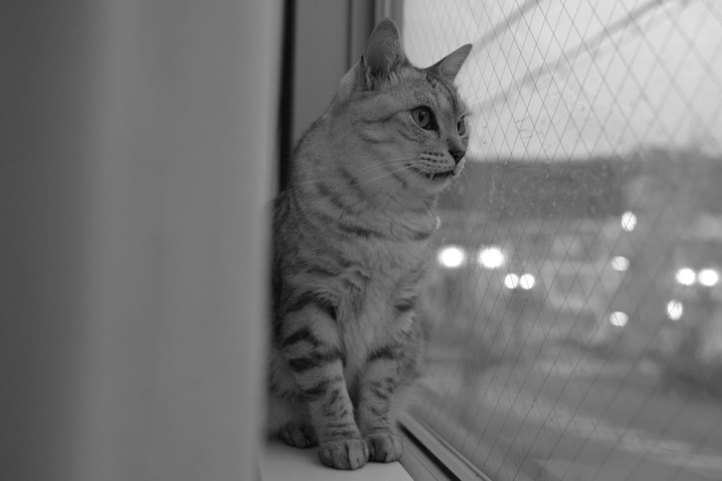 アミーゴの優勝、みすず書房の手触り、物言う体力、ヘーゲルの洗浄、20241028