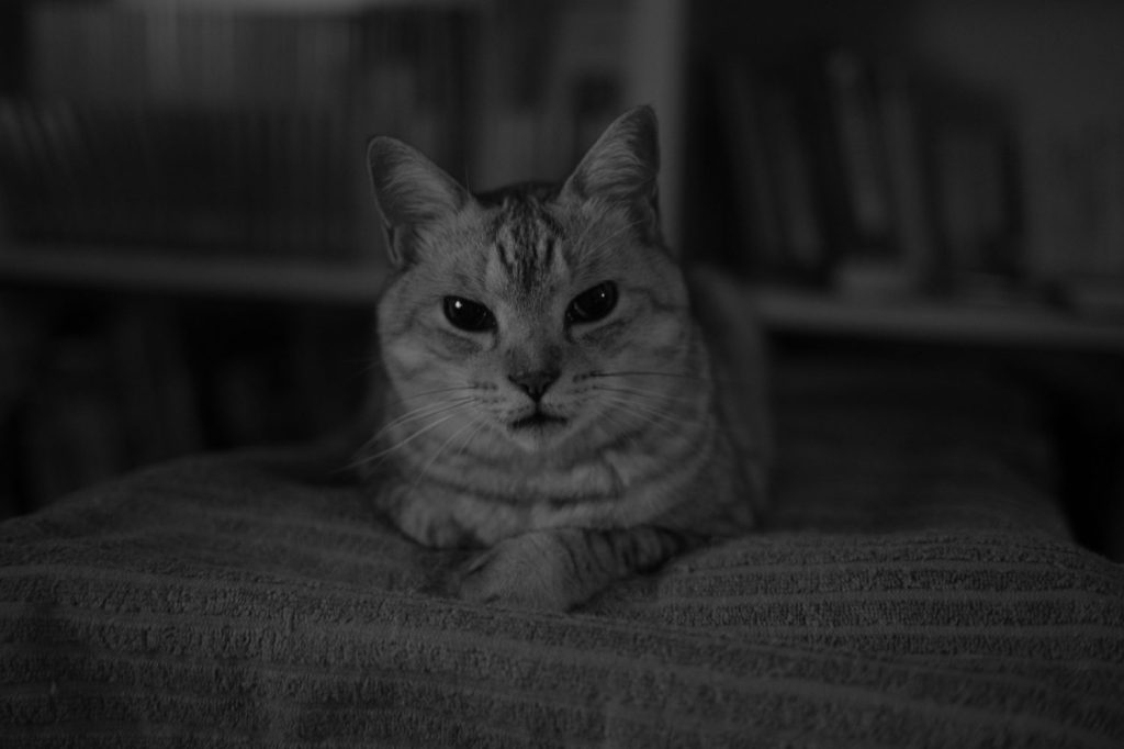 一日の大半をスポーツ中継を見て過ごす、20241026