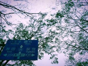 植物ばかり観ている、20250401