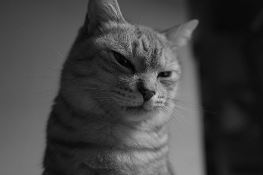 ゆかりおにぎり、20250218