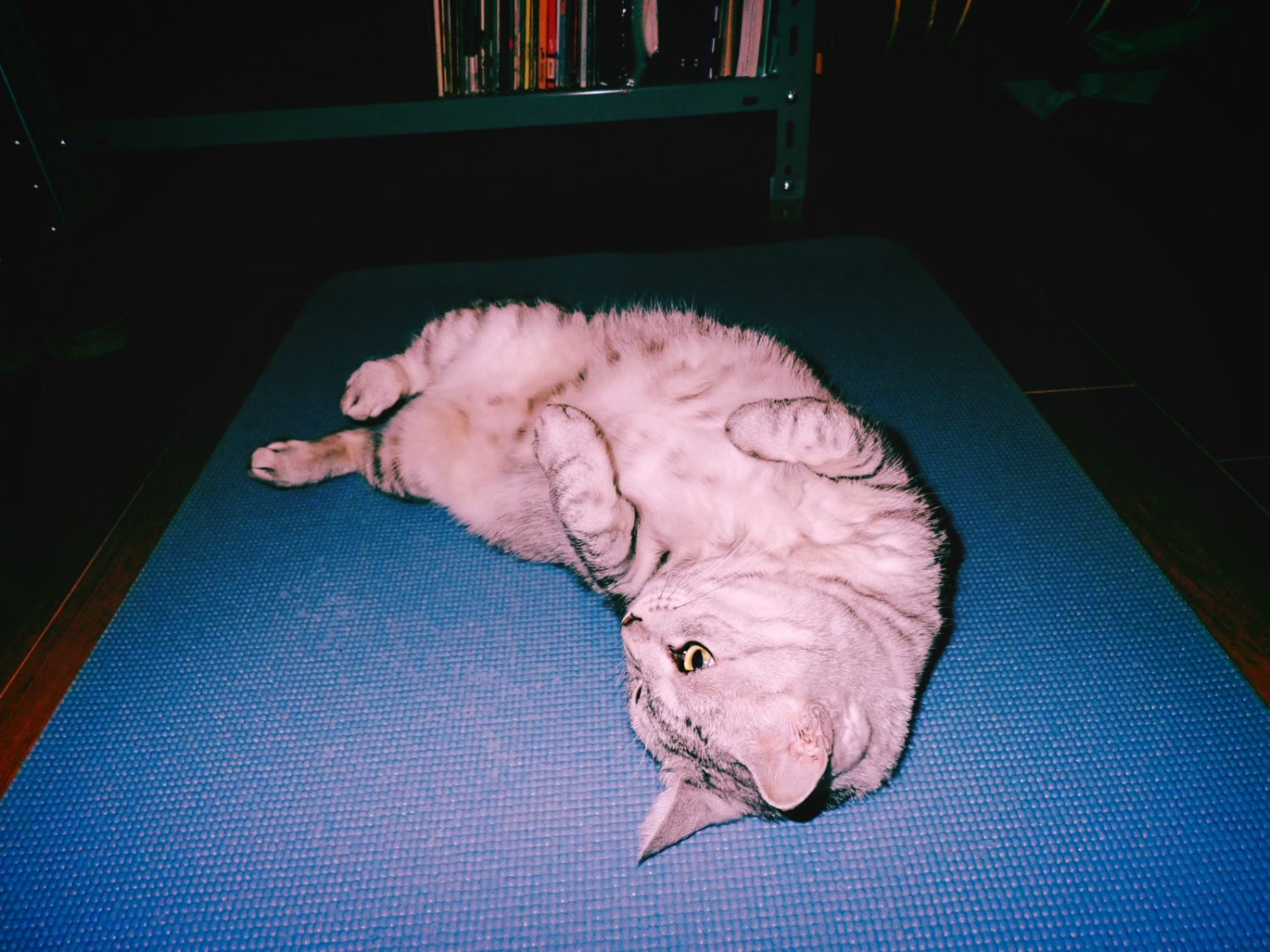 走り納め30キロ、矢野顕子と伊吹さんとVaundy、20241231