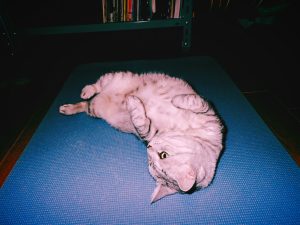 走り納め30キロ、矢野顕子と伊吹さんとVaundy、20241231