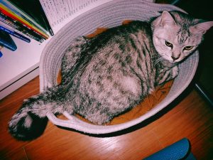 ヤクルト10本、夢十夜、20241012