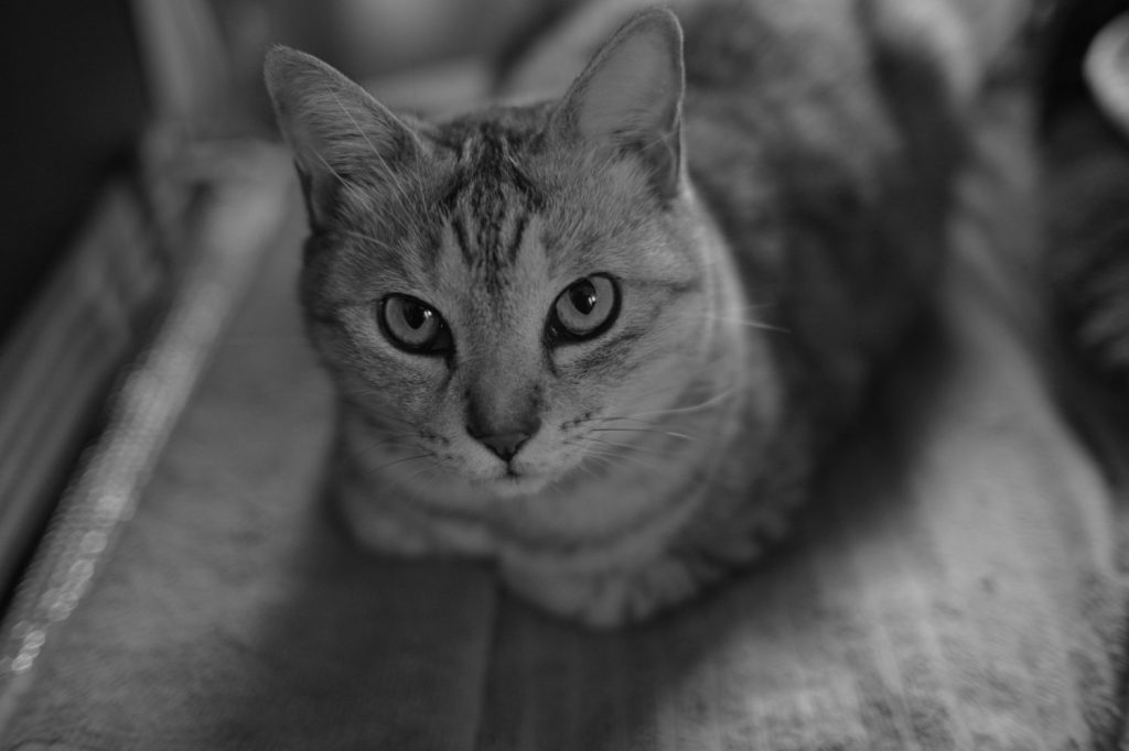 安眠メソッドについて、その2、20241202