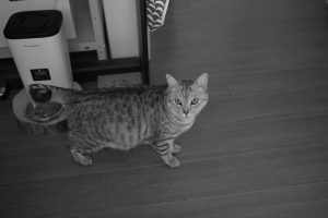 カレーを仕込む、文豪を読み比べる、20250213