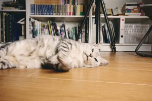 実業、俳句的思考、生姜焼き、20250205