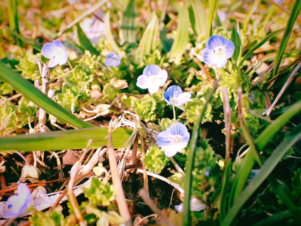 春の植物観察ラン、里崎智也、20250319