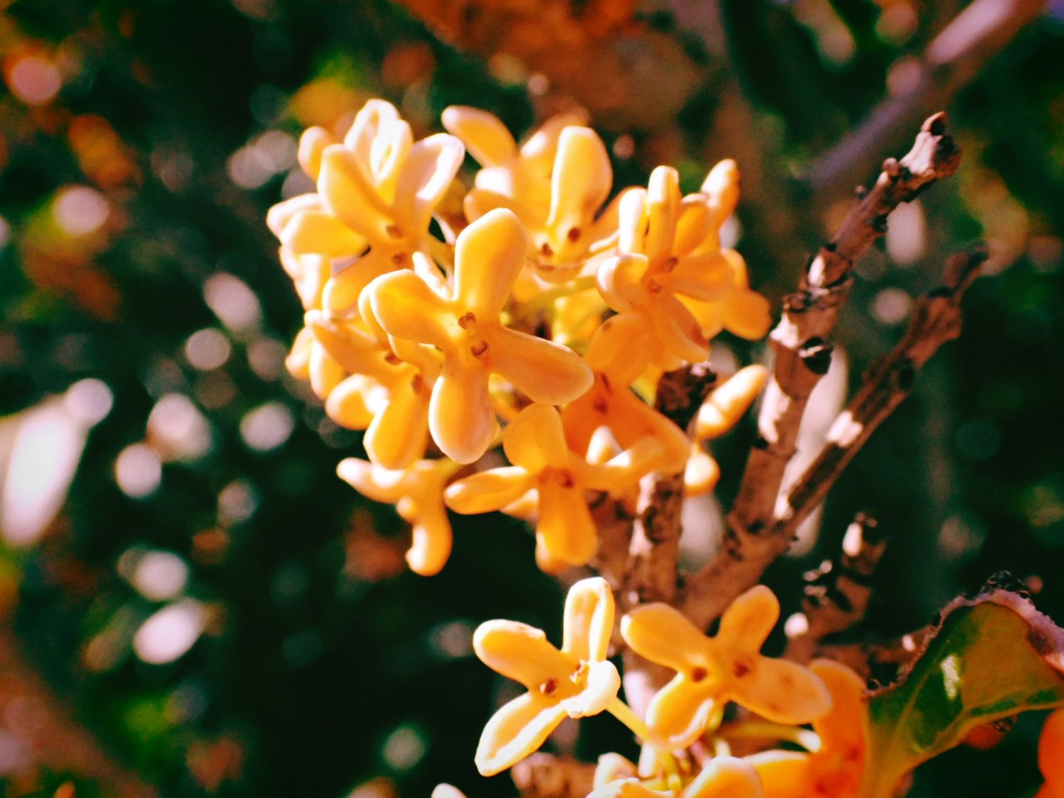 チャージ・デイ、この街、20241020