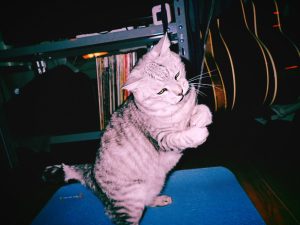 明日からまた走る、キューピーと上沼さん、黒あわび茸、20250131