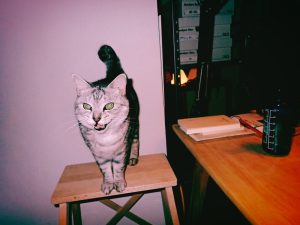 猫が初登頂に成功し「にゃあ」と鳴いた、20241215