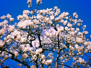 渋谷、花と建築、20250320