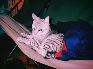 肉を煮込む、20241120