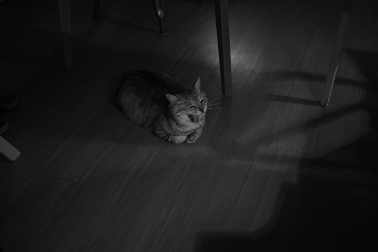 夕方の生田緑地で過ごす、検診の結果、20240828