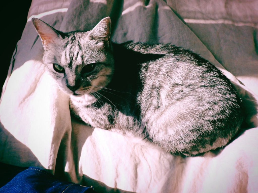 菅野智之のドキュメンタリーを観る、20250309