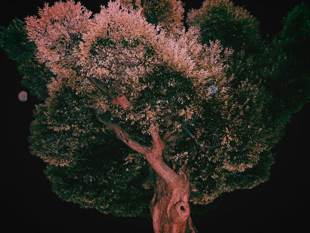 上野毛、木、20250321