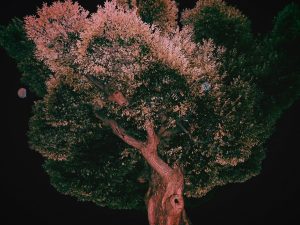 上野毛、木、20250321