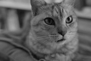 アメリカのポピュラー音楽 #1 アルバート・キング「ボーン・アンダー・ア・バッド・サイン」、20241019