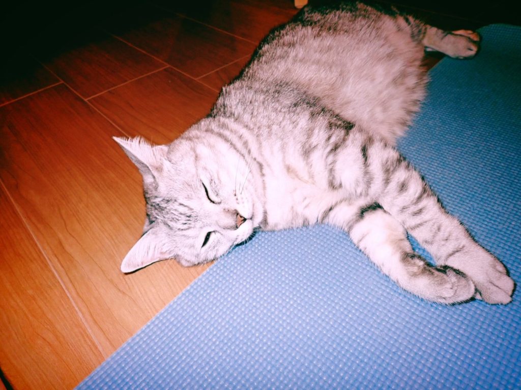 個人的な消費期限、TOEIC受験を宣言する、20241106