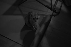 不意に「日」、メジャーに触手を伸ばす、阿佐ヶ谷の新規開拓を急ぐ、20241006