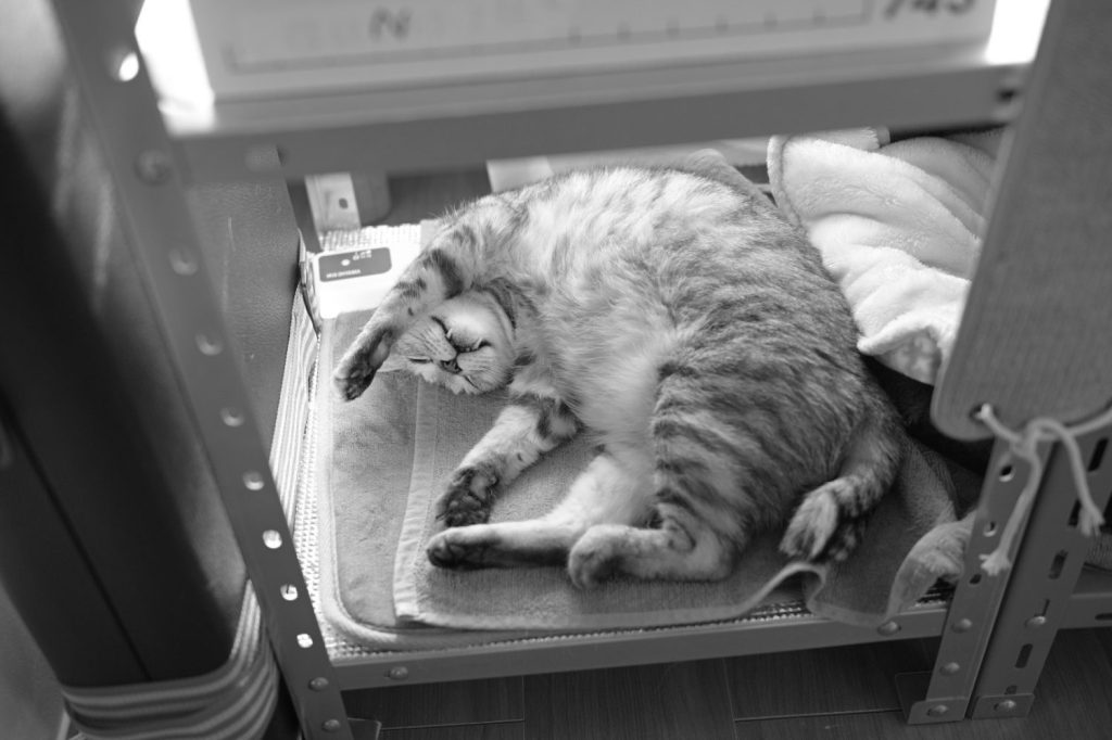 鷹女、キクラゲ、20250211