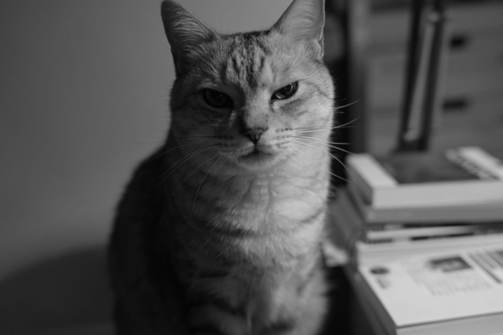 ふたたび走り出した、春の鳥、ヴィム的な視点で東京を観る、20250212