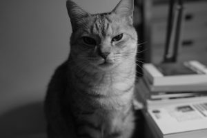 ふたたび走り出した、春の鳥、ヴィム的な視点で東京を観る、20250212