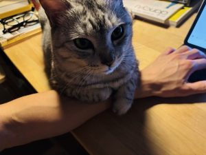 脱皮し石焼ビビンバにありつく、20250313