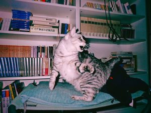 菜の花を食べながら、20250116