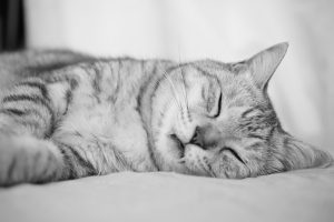 「夜の秋」と「鶴瓶落し」、20240803