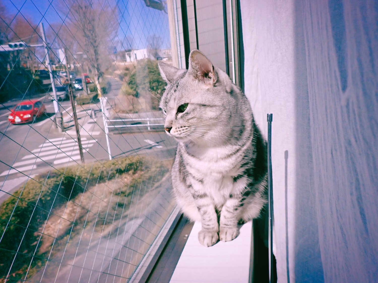 朧に過ごす日曜日、20250223