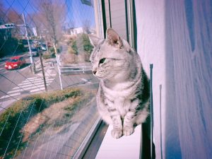 朧に過ごす日曜日、20250223