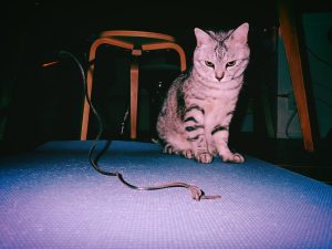 CHABOと家、20241125