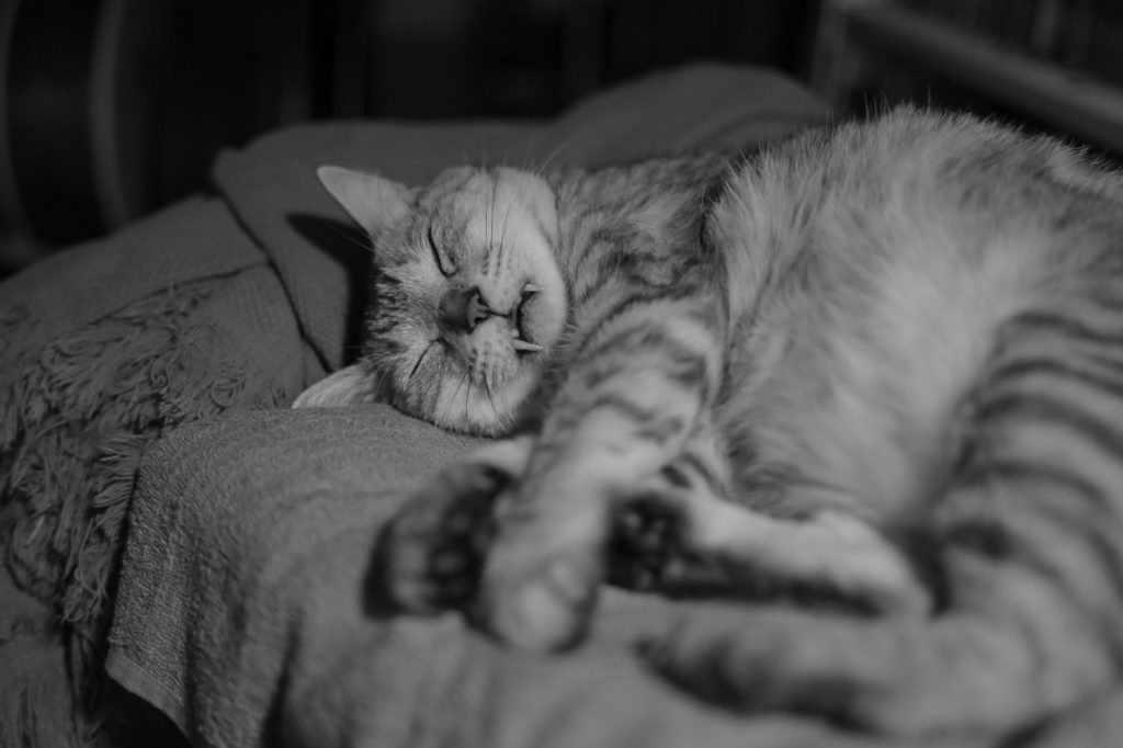 禁酒の心、寅さんのアレ、手料理と威厳、遠回り、20240901