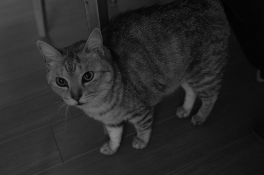 相変わらずの粗忽、結局は野良仕事、茂原のイタリアン、20241005