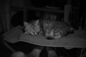 新地町のミニトマト、猫は落ち着きを取り戻した、ネットで聴く初耳の音楽、20240811